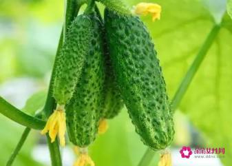 吃什么东西减肥最快最有效