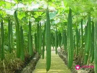 吃什么东西减肥最快最有效