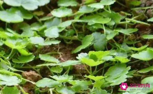 野生破铜钱草功能主治
