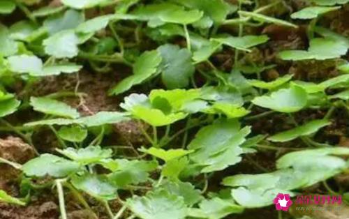 野生破铜钱草功能主治