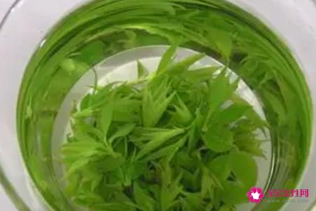 苦丁茶的功效与作用及食用方法