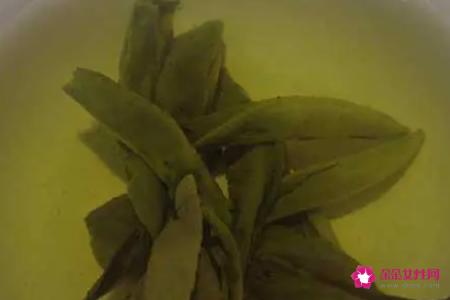 苦丁茶的功效与作用及食用方法