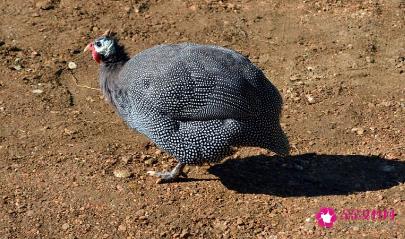 珍珠鸡的营养价值与功效