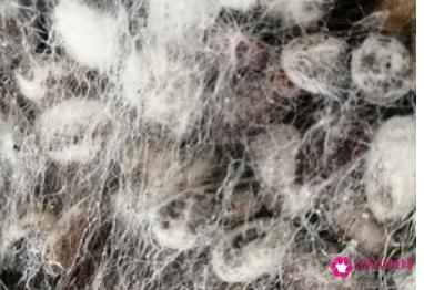 家庭自制豆豉简单做法