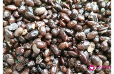 家庭自制豆豉简单做法