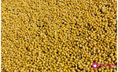 家庭自制豆豉简单做法