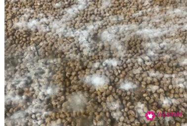 家庭自制豆豉简单做法