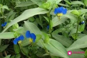 鸭舌草的功效与作用