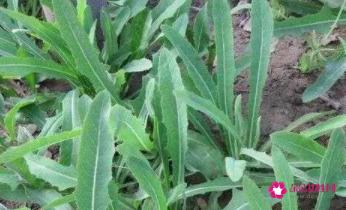 鸭舌草的功效与作用