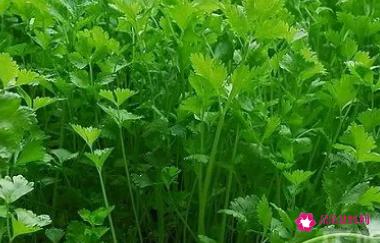 香菜的功效与作用壮阳