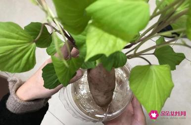 红薯苗的功效与作用