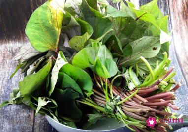 红薯苗的功效与作用