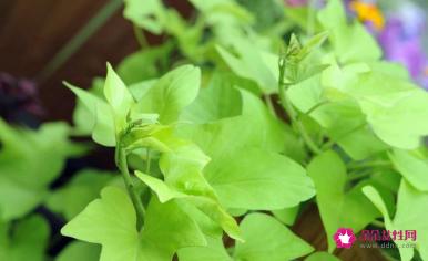 红薯苗的功效与作用