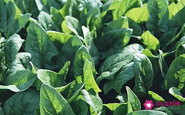 孕妇吃的五大滋补品