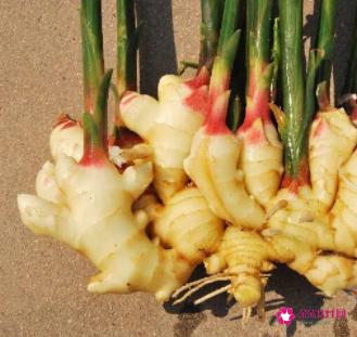 生姜红茶的功效与禁忌