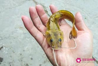 石扁头鱼多少钱一斤