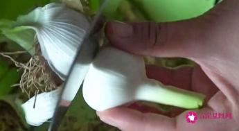 正宗白糖蒜的腌制方法