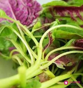 苋菜的营养价值