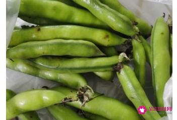 新鲜蚕豆的家常做法
