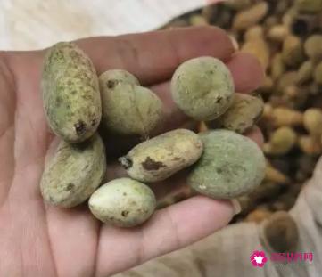 中医治疗宫颈糜烂的方子