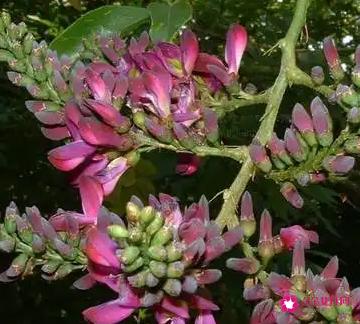 中医治疗宫颈糜烂的方子