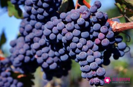 葡萄有哪些品种