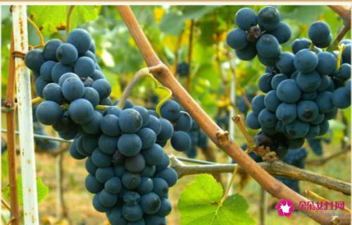 葡萄有哪些品种