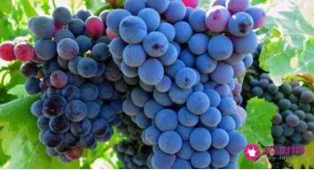 葡萄有哪些品种