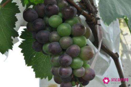 葡萄有哪些品种