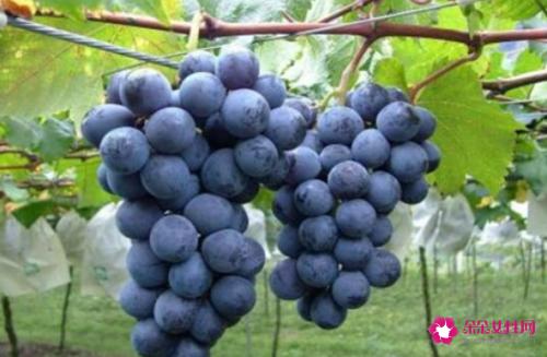 葡萄有哪些品种
