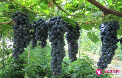 葡萄有哪些品种