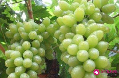 葡萄有哪些品种
