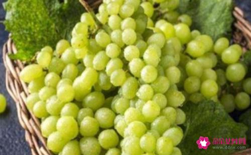 葡萄有哪些品种