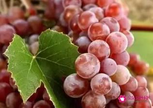 葡萄有什么营养和功效与作用