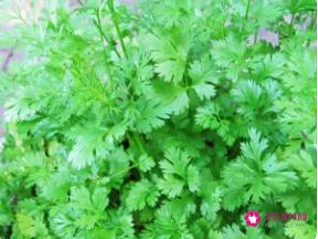 芫荽是什么植物