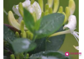 中药陈皮的作用