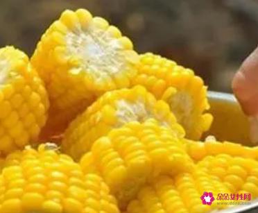 玉米含什么维生素最多