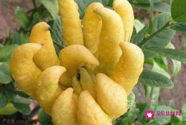 佛手柑的功效与作用有哪些