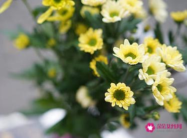 给男友送什么花比较好