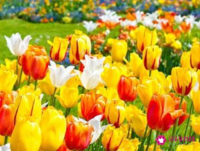 给男友送什么花比较好