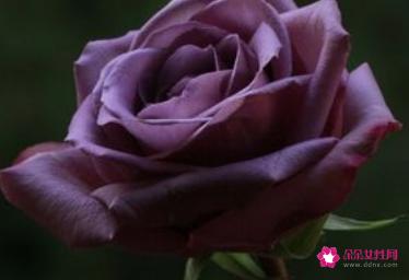 情人节送什么颜色的玫瑰