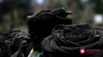 黑色在爱情里代表什么意思