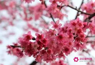 桃花煞是什么意思及怎么化解桃花煞