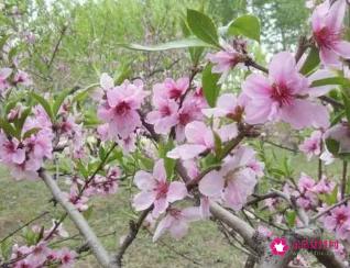 桃花煞是什么意思及怎么化解桃花煞