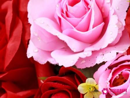 送玫瑰给女朋友几朵合适