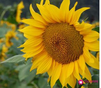 送男友花选什么花好