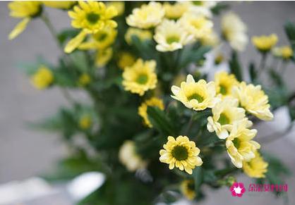 送男友花选什么花好