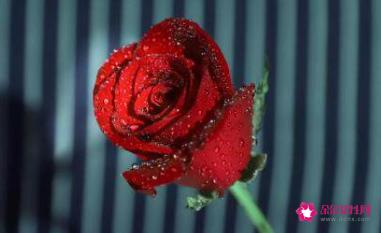 情人节怎么发红包