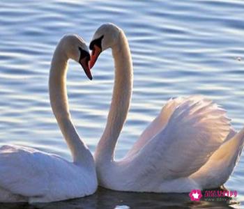 爱情和感情有什么区别