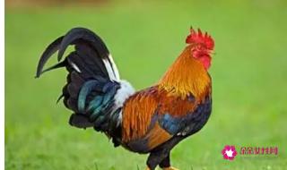 属蛇和什么属相最配